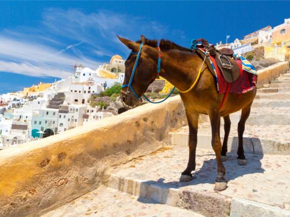 Donkeys are the way products have been shipped from the Old port via the Karavolades Stairs to the Town of Fira. Notice that most of them are mules - cross of a donkey and a horse