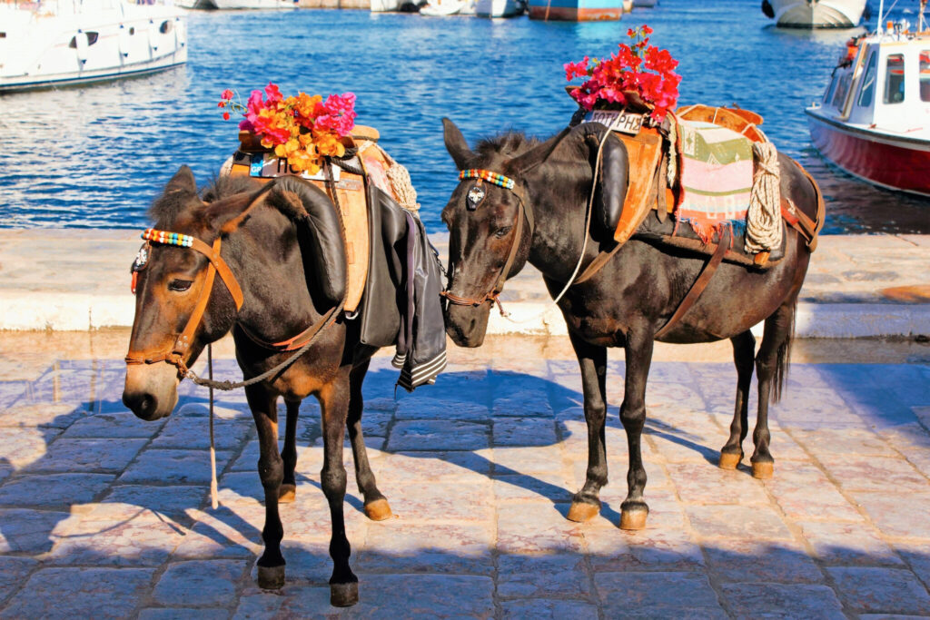 The only transportation on the island of Hydra
