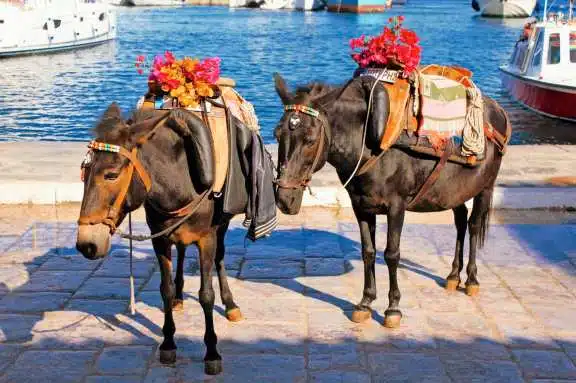 The only transportation on the island of Hydra