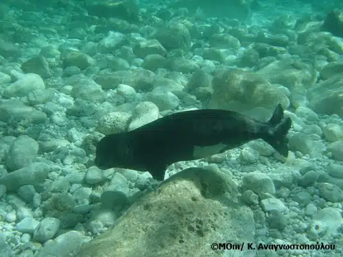 Seals in Kimolos.