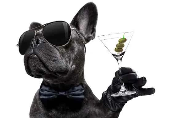 Party dog apa.