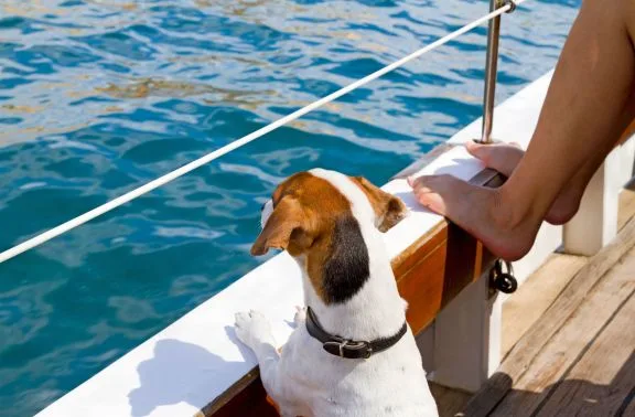 Dog on the deck of a yacht.