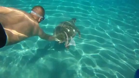 Caretta-Caretta Turtle in Gerakas beach, Zakynthos, Ionio, Greece
