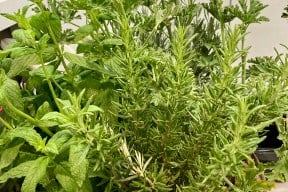 Real Yacht Image from Review