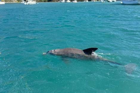 Review img # 2 of the yacht ELVIS MAGIC